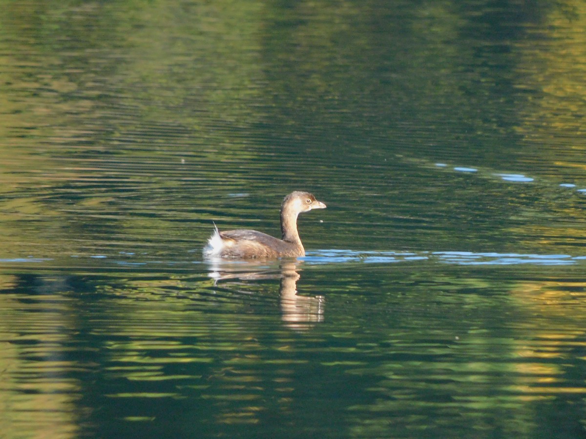 Pied-billed Grebe - ML490496141