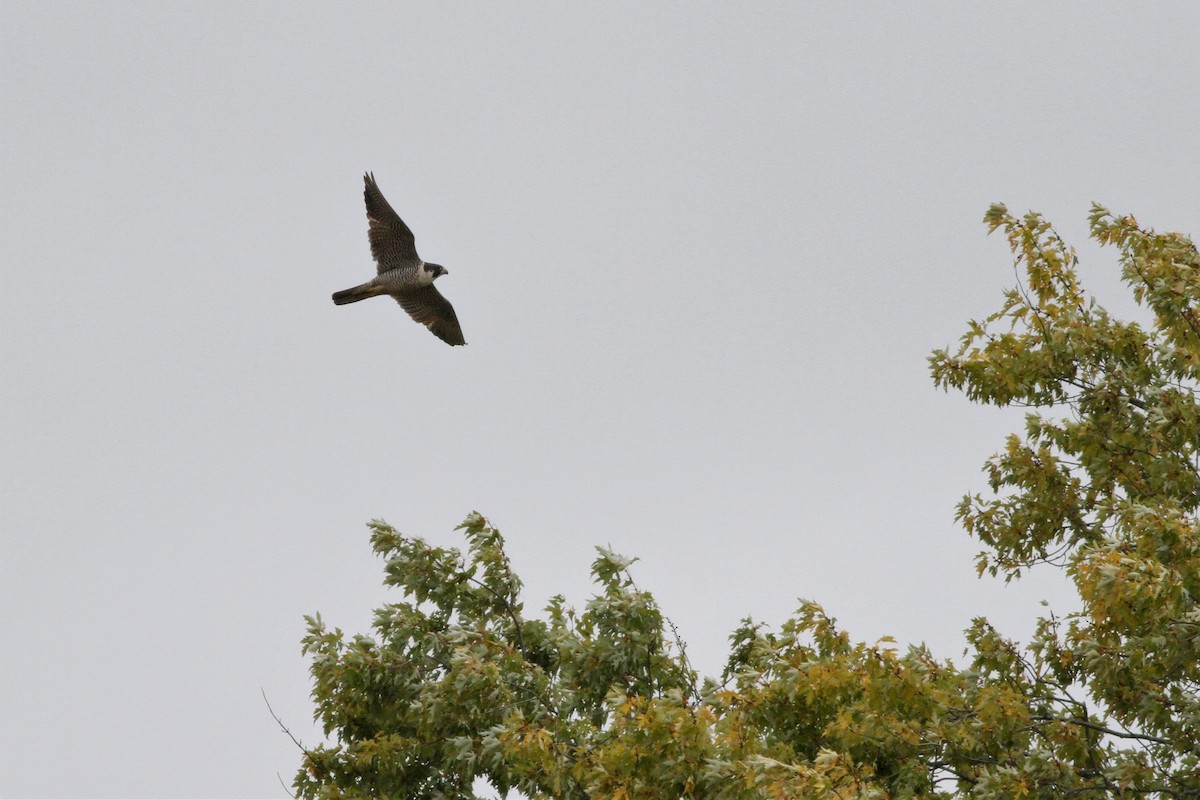 Peregrine Falcon - ML490496511