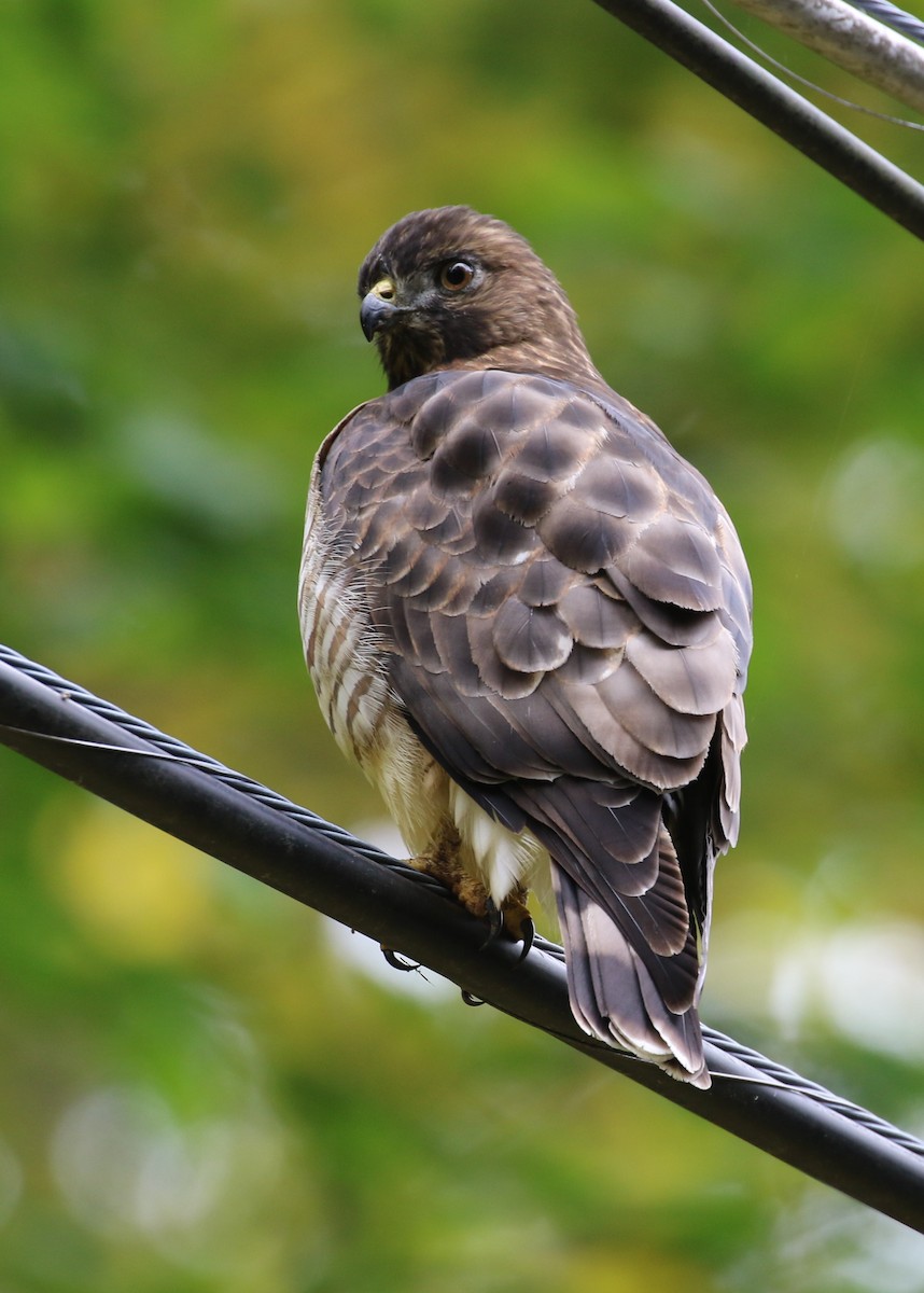 Broad-winged Hawk - ML490499451