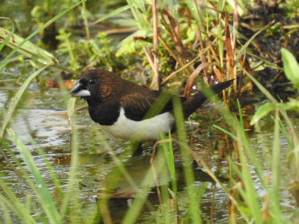 White-rumped Munia - ML490500041