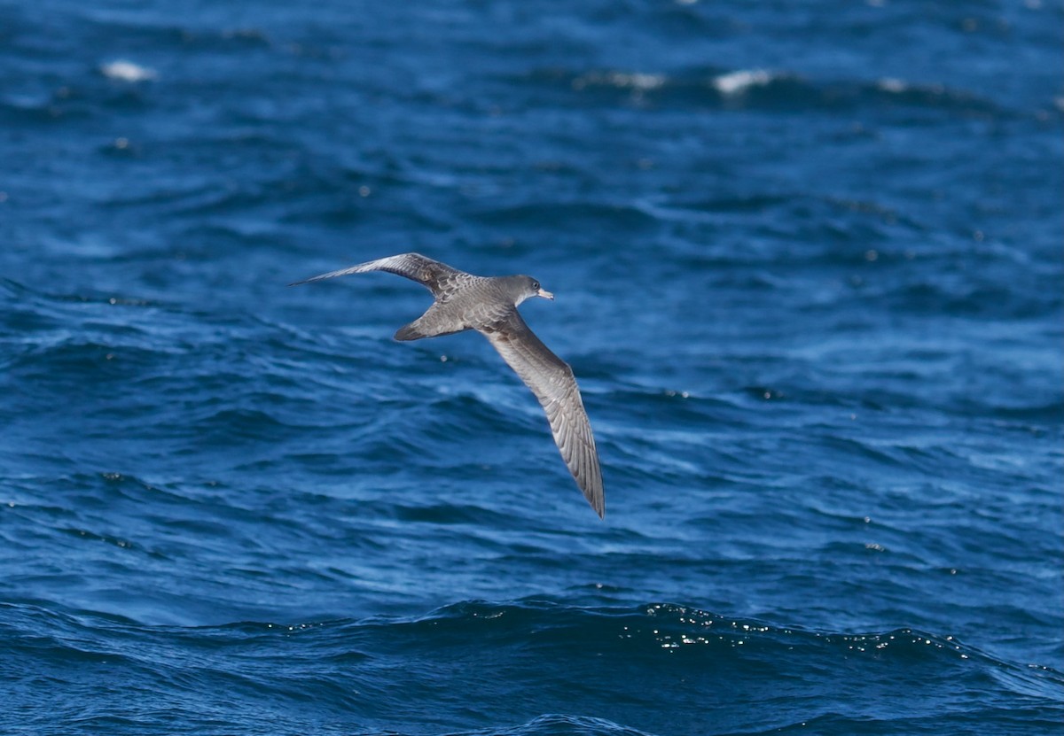 Pink-footed Shearwater - ML490500541