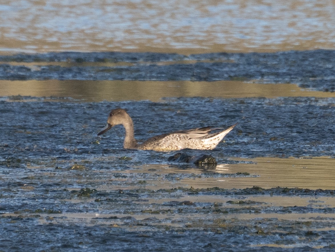 Northern Pintail - ML490500711