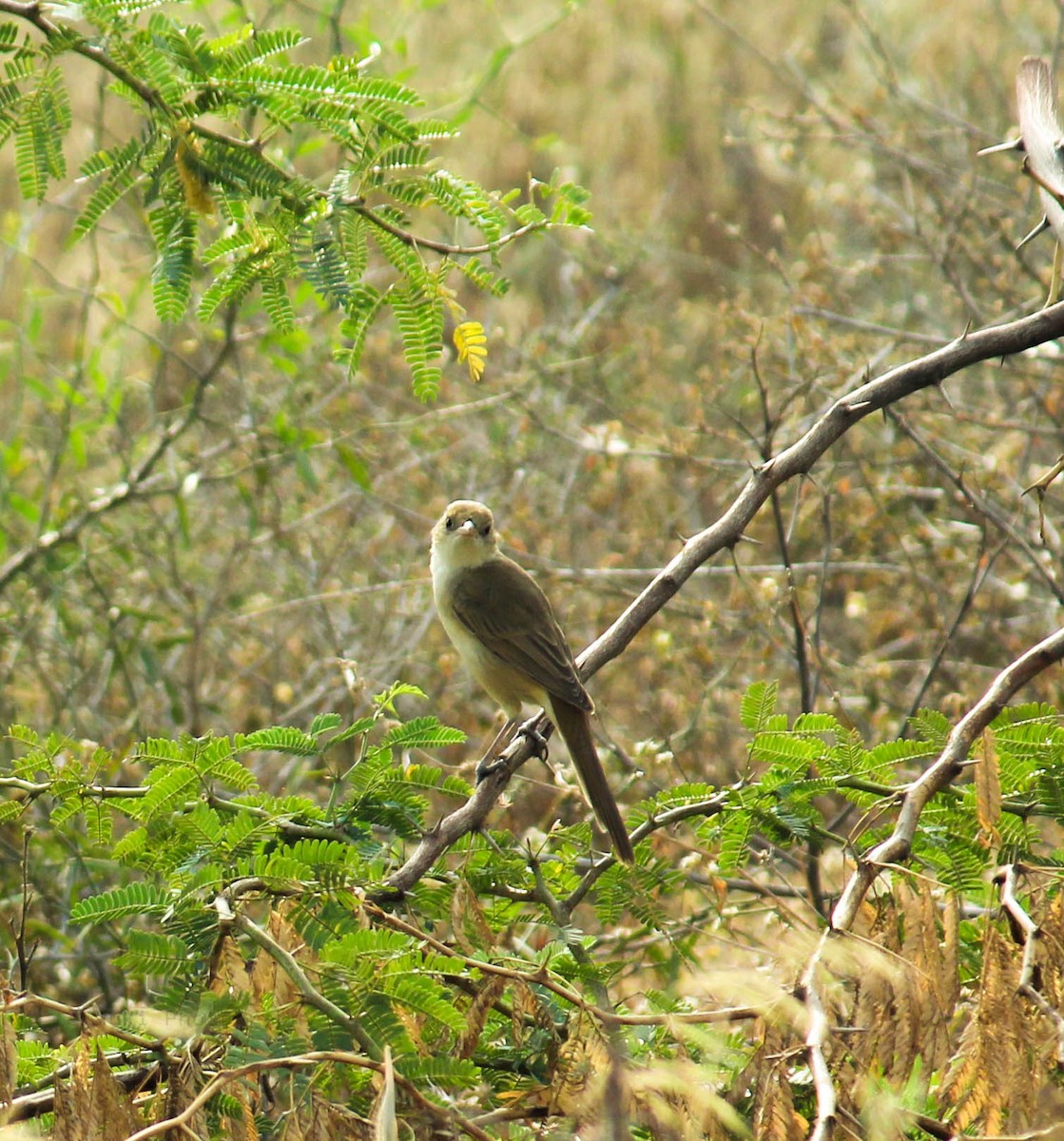 Thick-billed Warbler - MUKESH CHANDRA