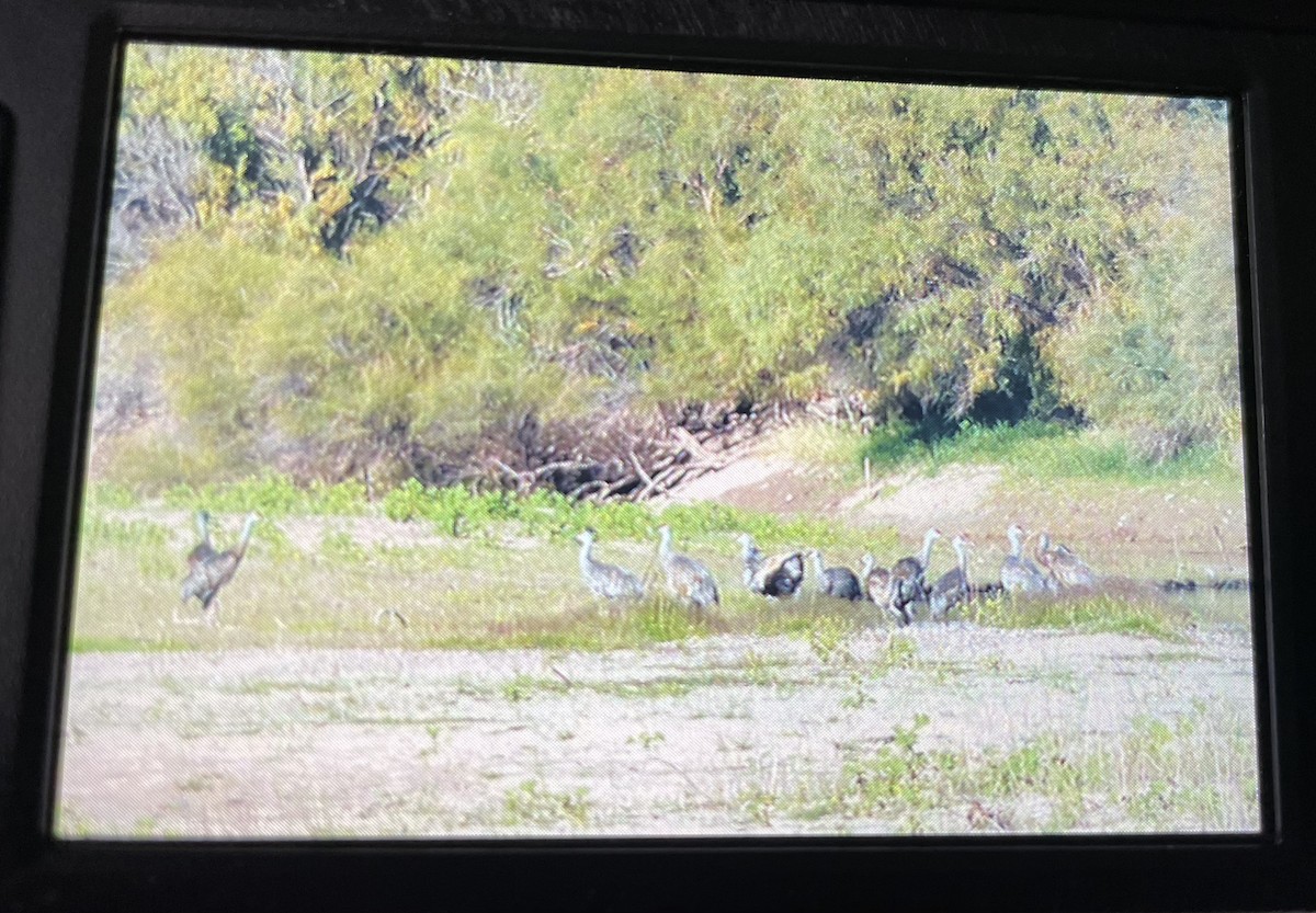 Sandhill Crane - ML490502761