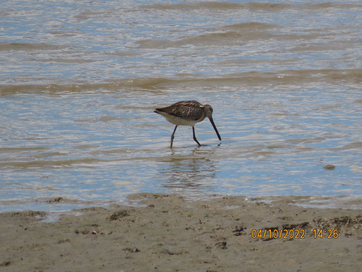 Asian Dowitcher - ML490503141