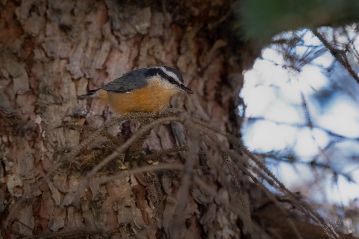 Red-breasted Nuthatch - ML490503161