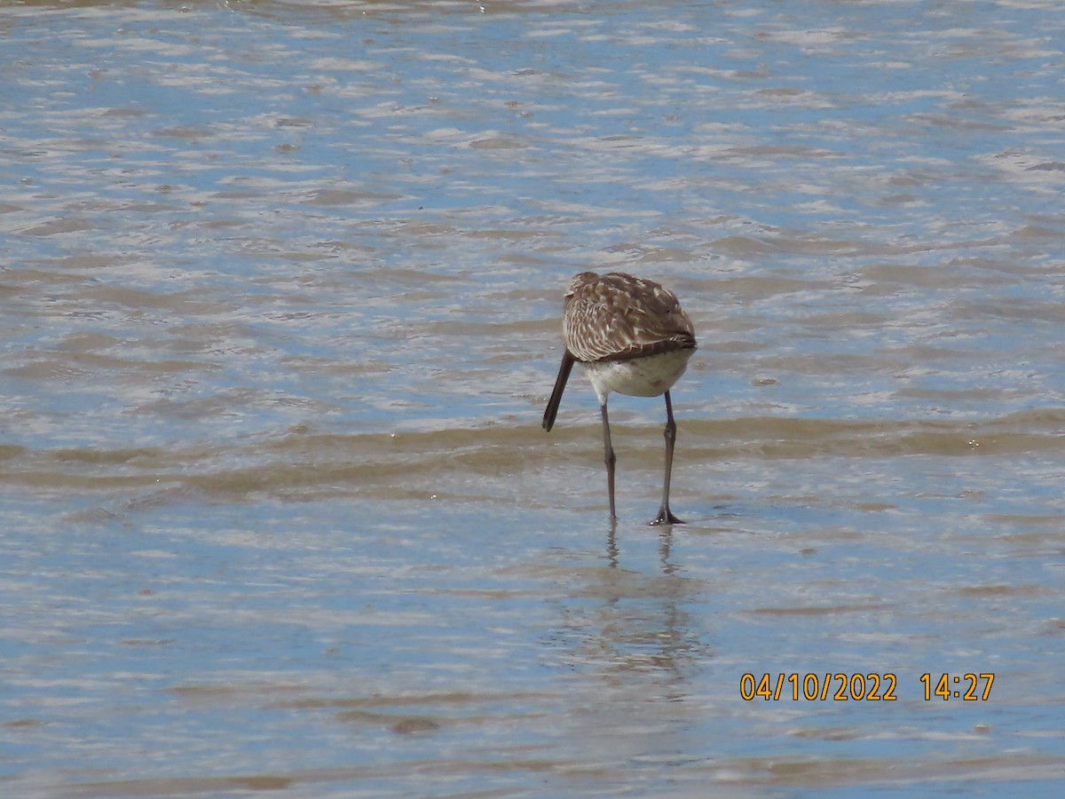 Asian Dowitcher - ML490503191