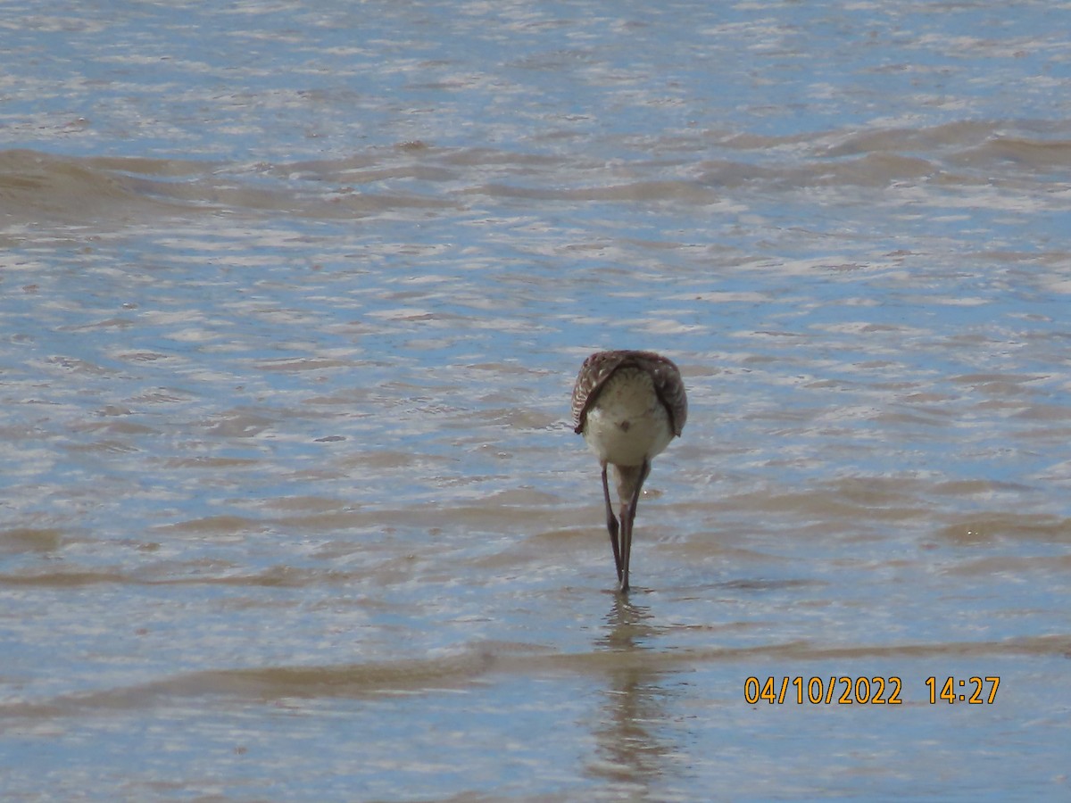 Asian Dowitcher - ML490503211