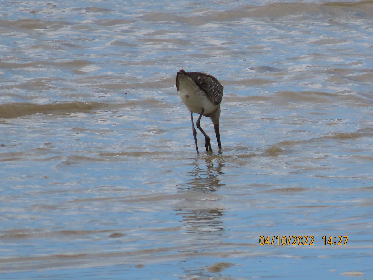 Asian Dowitcher - Norton Gill