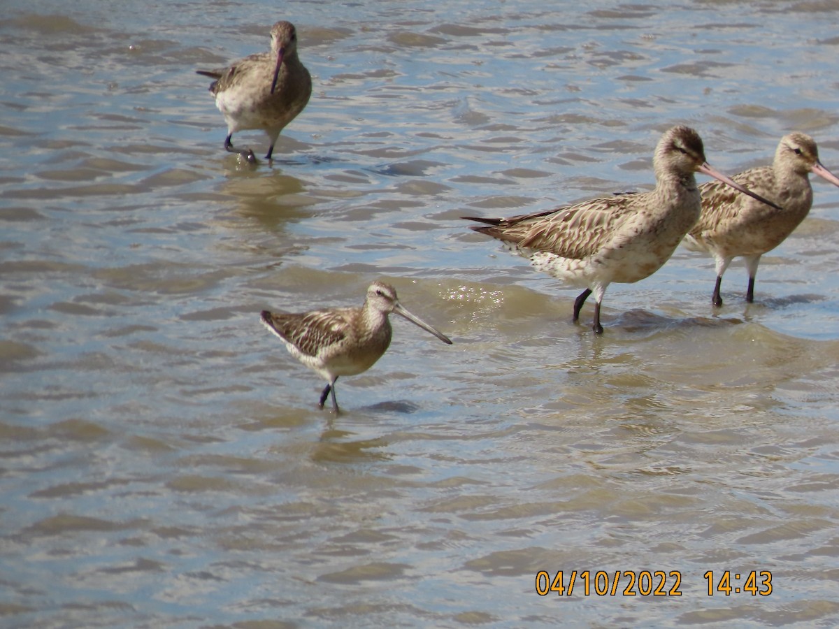 Asian Dowitcher - ML490503411
