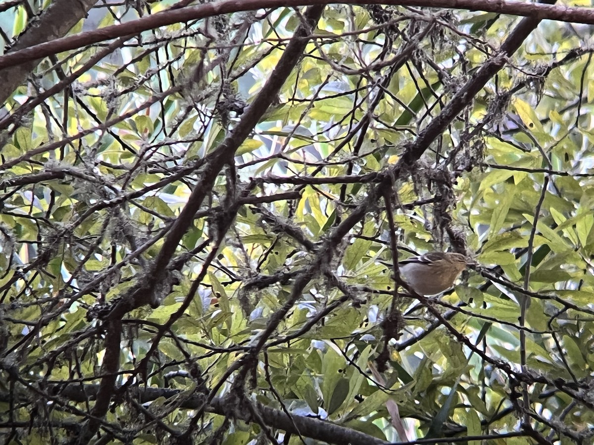 Blackpoll Warbler - ML490506341