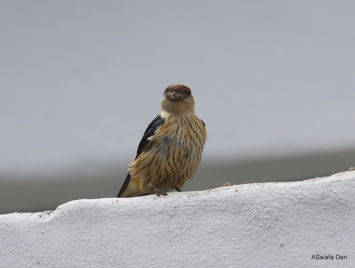 Greater Striped Swallow - Fanis Theofanopoulos (ASalafa Deri)