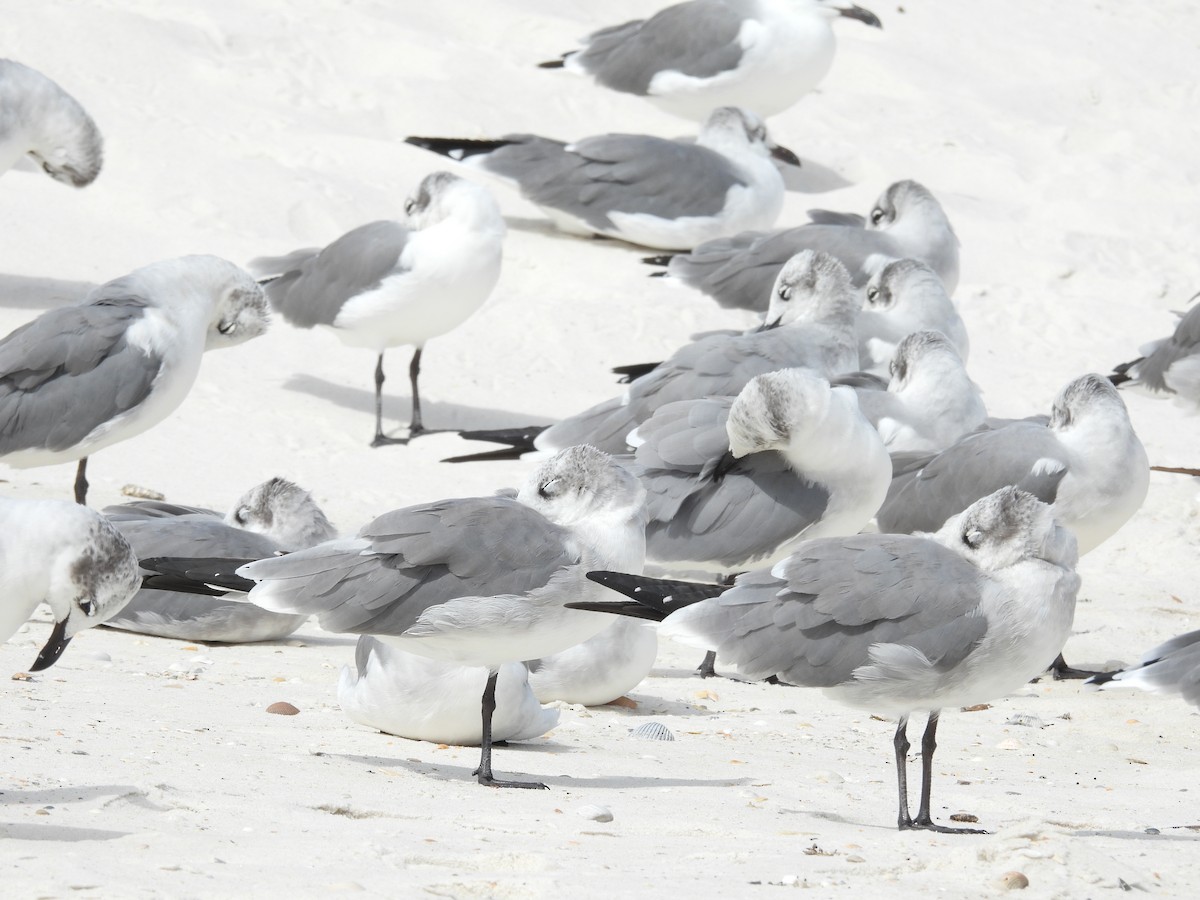 Laughing Gull - ML490507861