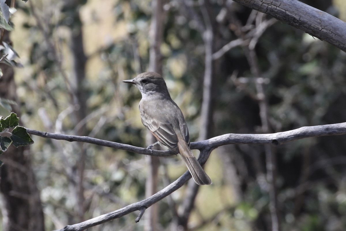 Ash-throated Flycatcher - ML490509221