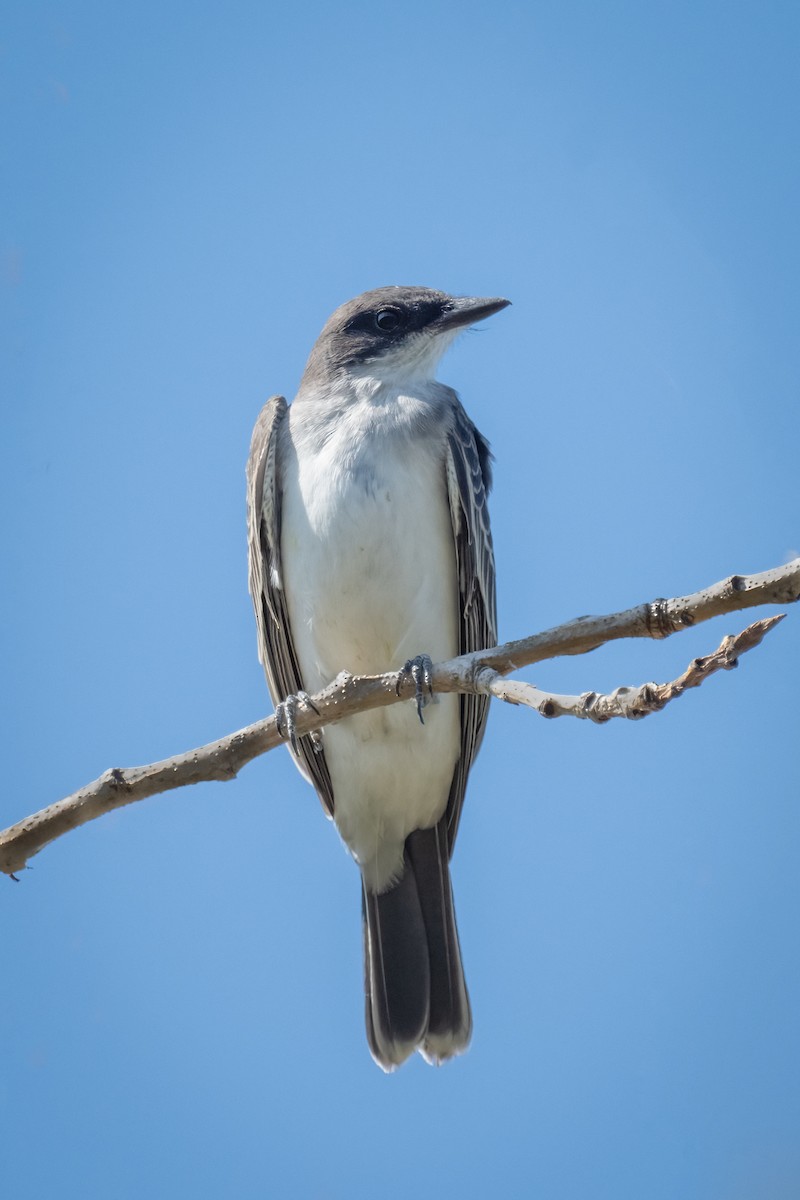 Eastern Phoebe - ML490509631