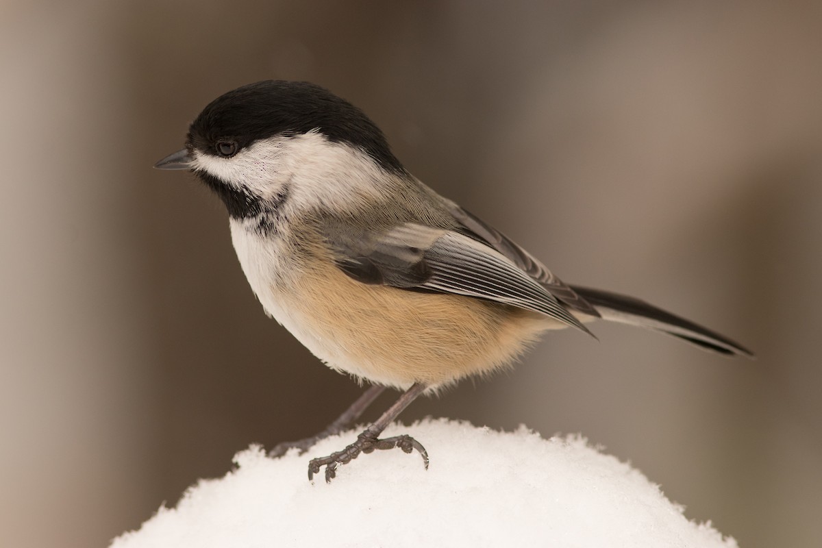 Black-capped Chickadee - ML49051001