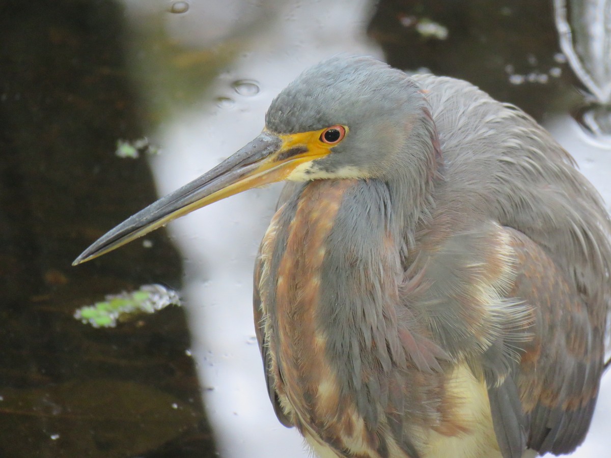 Tricolored Heron - Alec Humann