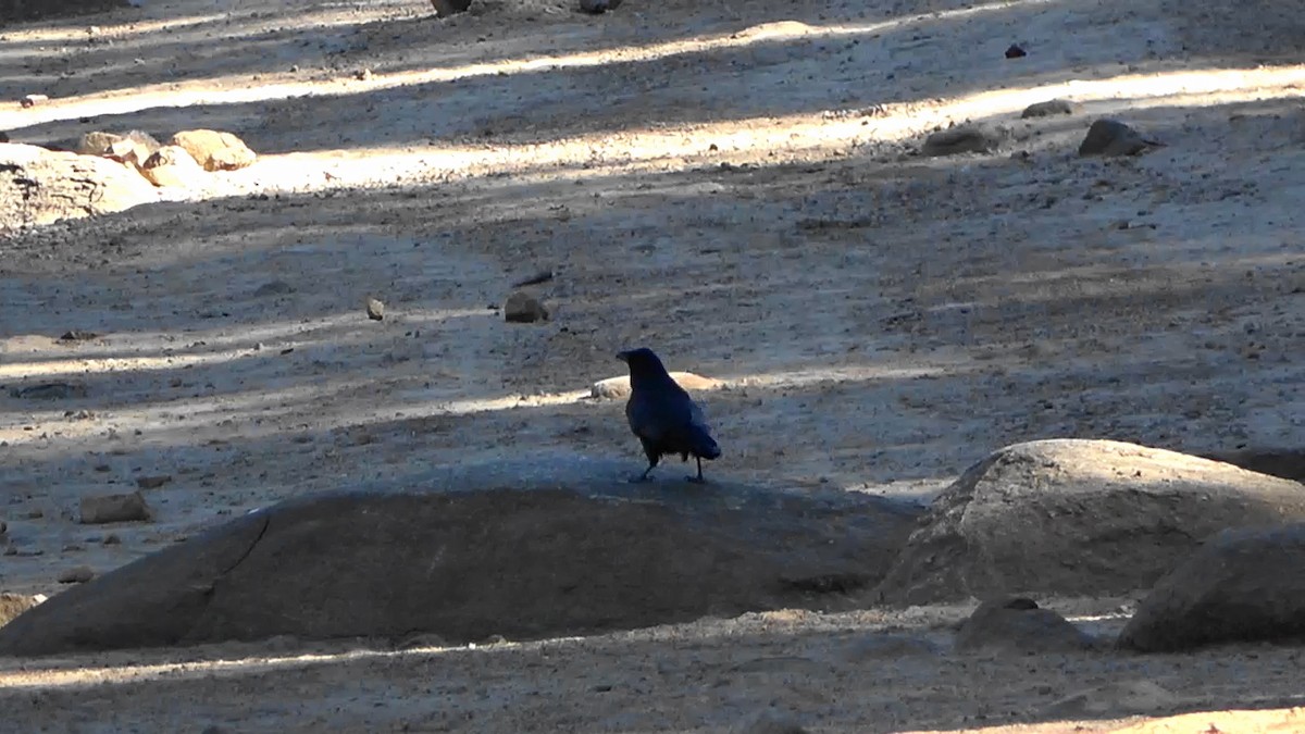 American Crow - ML490512171