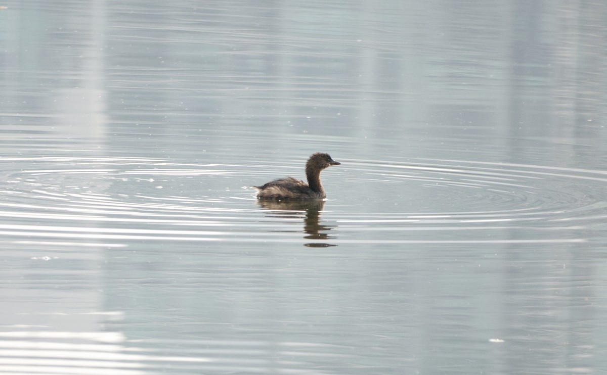 Pied-billed Grebe - ML490512921