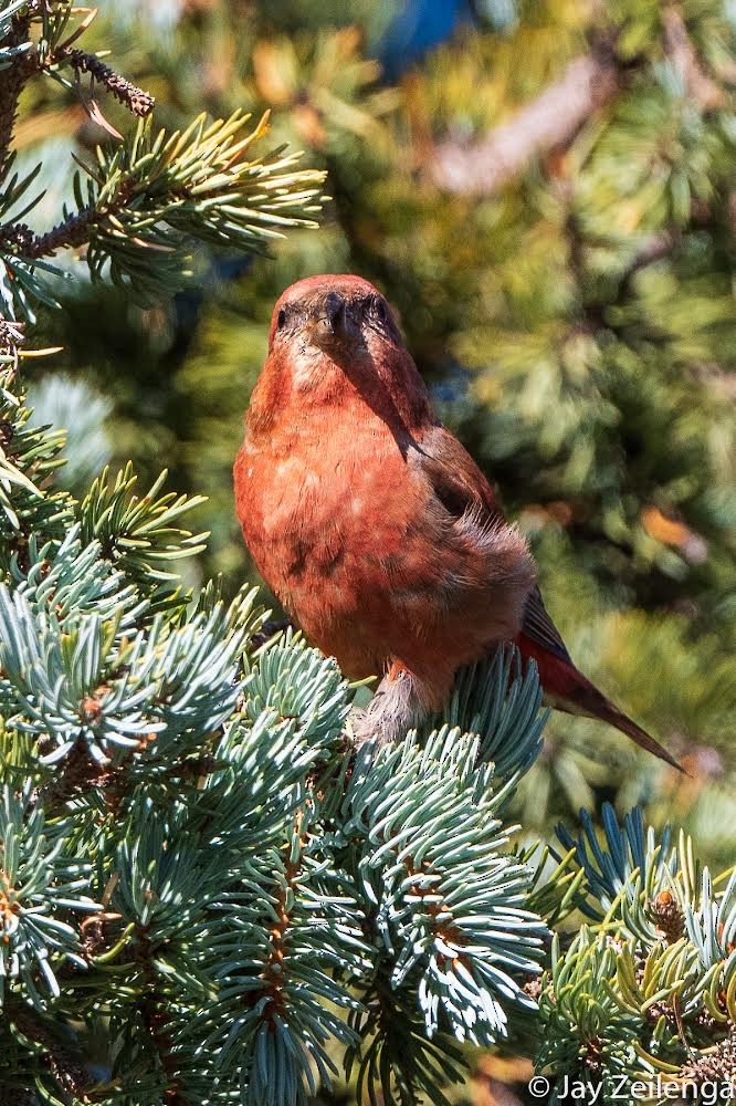 Red Crossbill - ML490513971