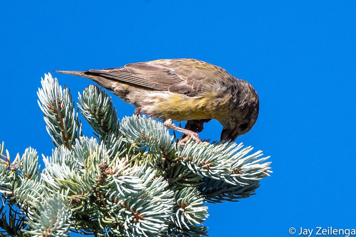 Bec-croisé des sapins - ML490513981