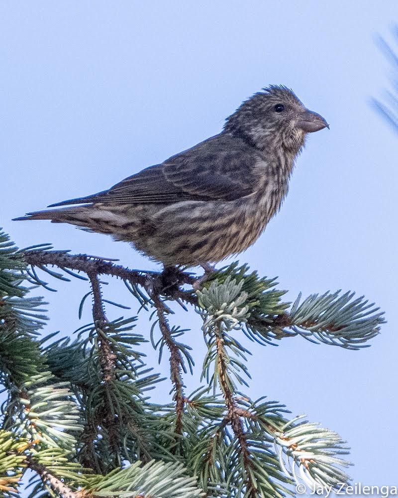 Red Crossbill - ML490513991