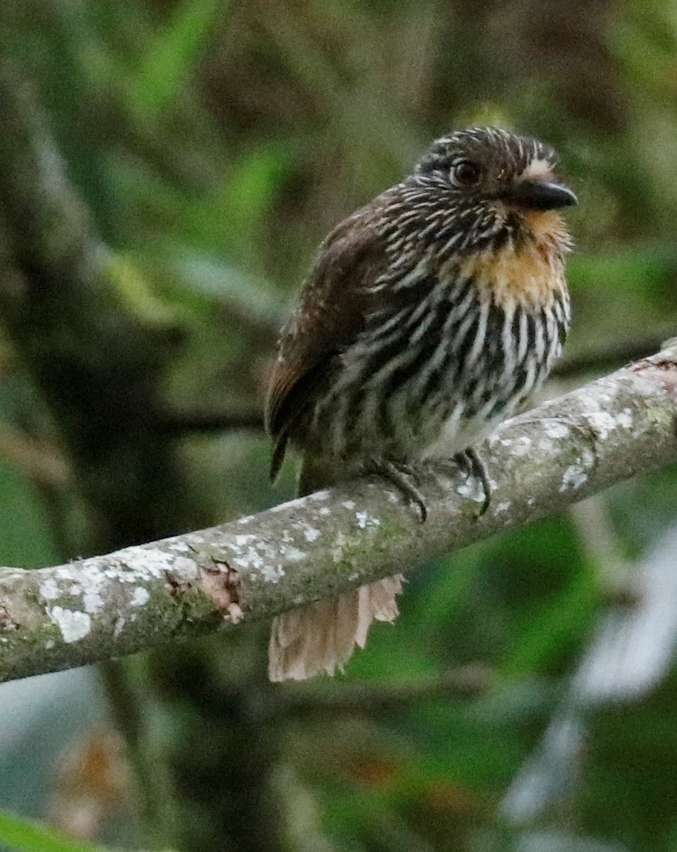 Black-streaked Puffbird - Tom Lewis