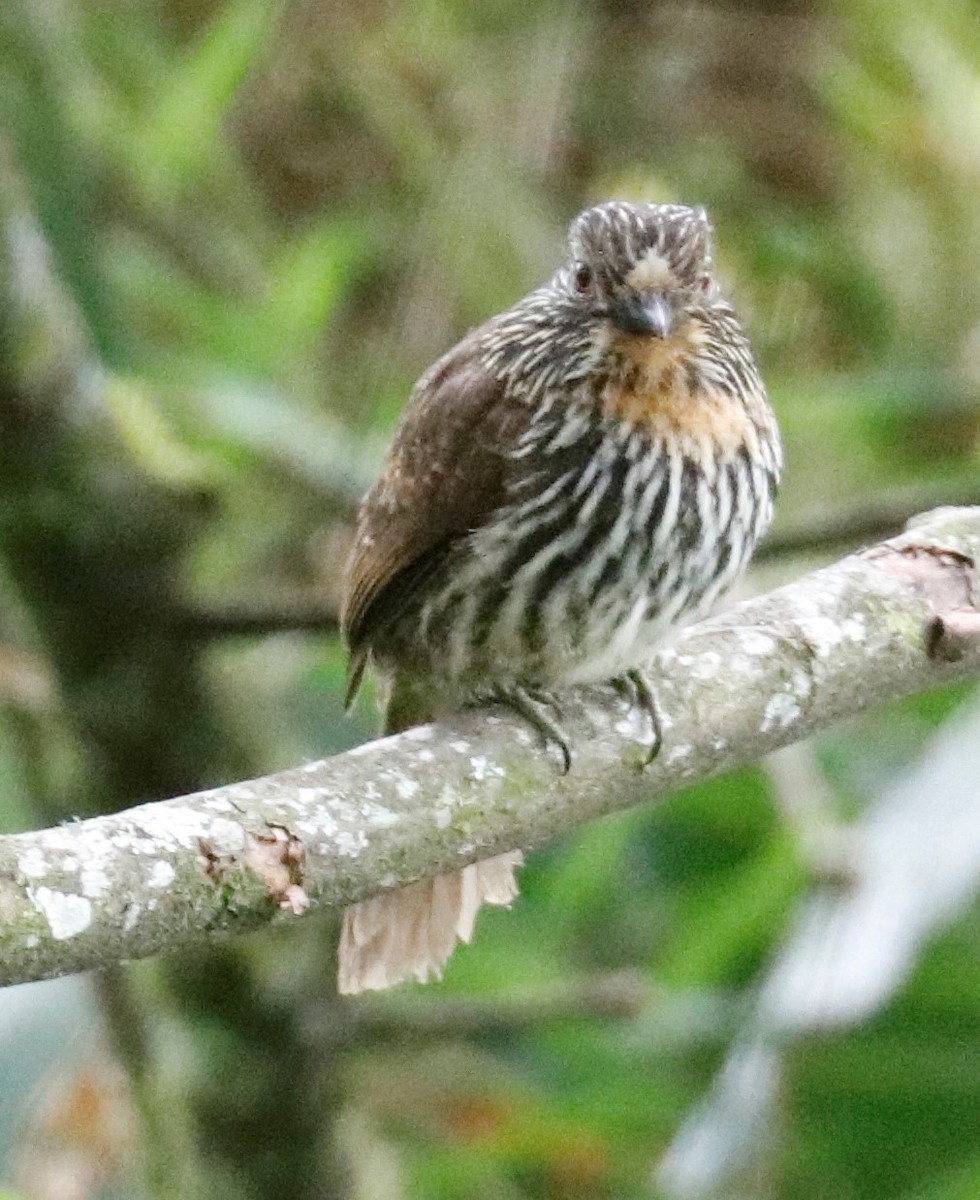 Black-streaked Puffbird - Tom Lewis