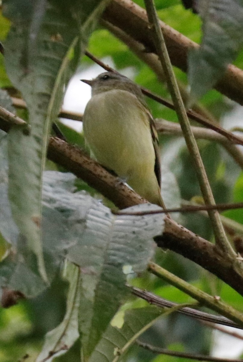 Buff-banded Tyrannulet - ML490515311