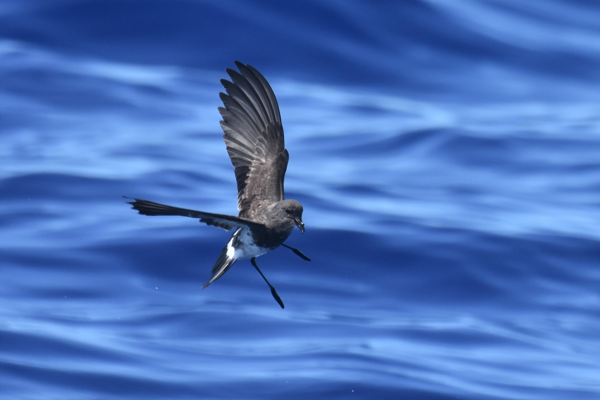 Black-bellied Storm-Petrel - ML490515731