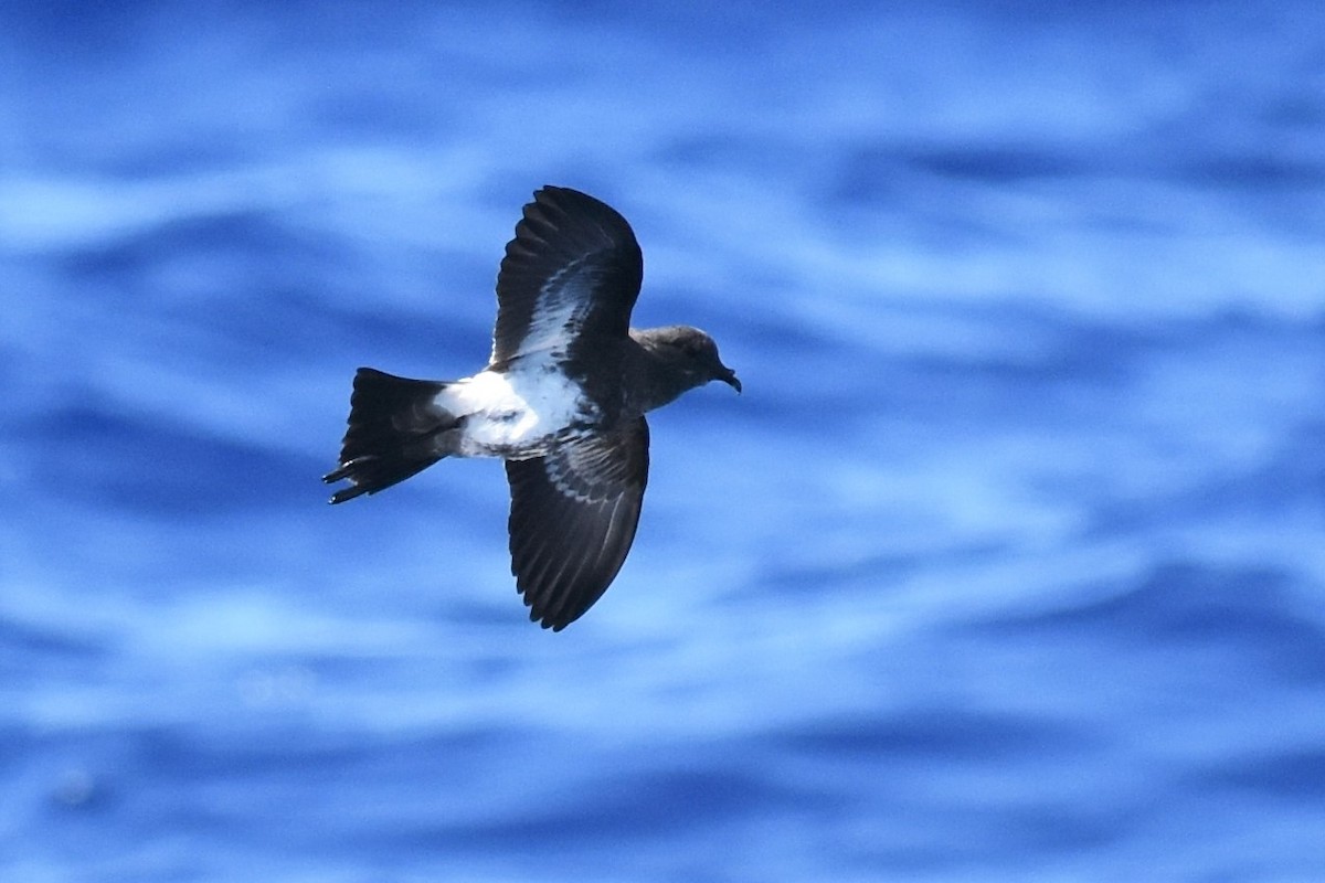 Black-bellied Storm-Petrel - ML490515761