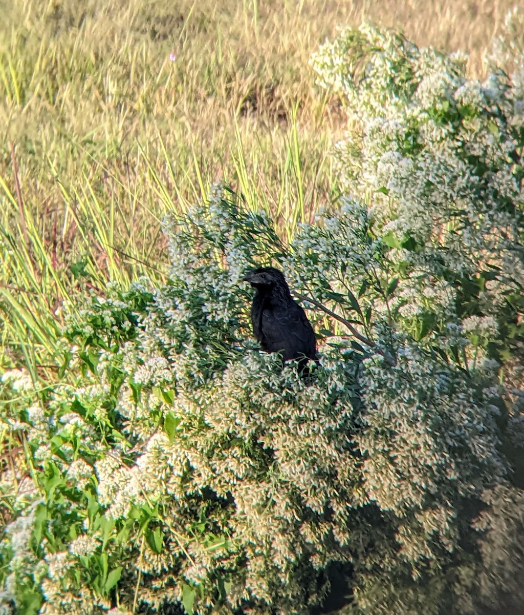 Groove-billed Ani - ML490516731