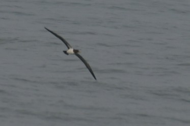 Masked Booby - ML490516951