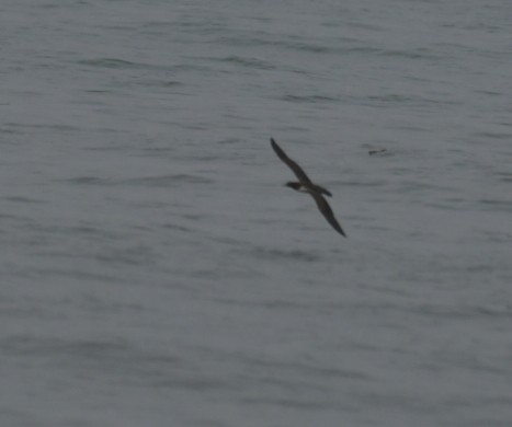 Masked Booby - ML490516961