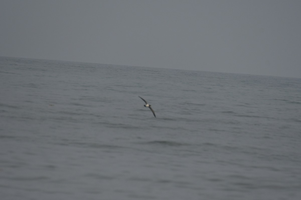 Masked Booby - ML490516971