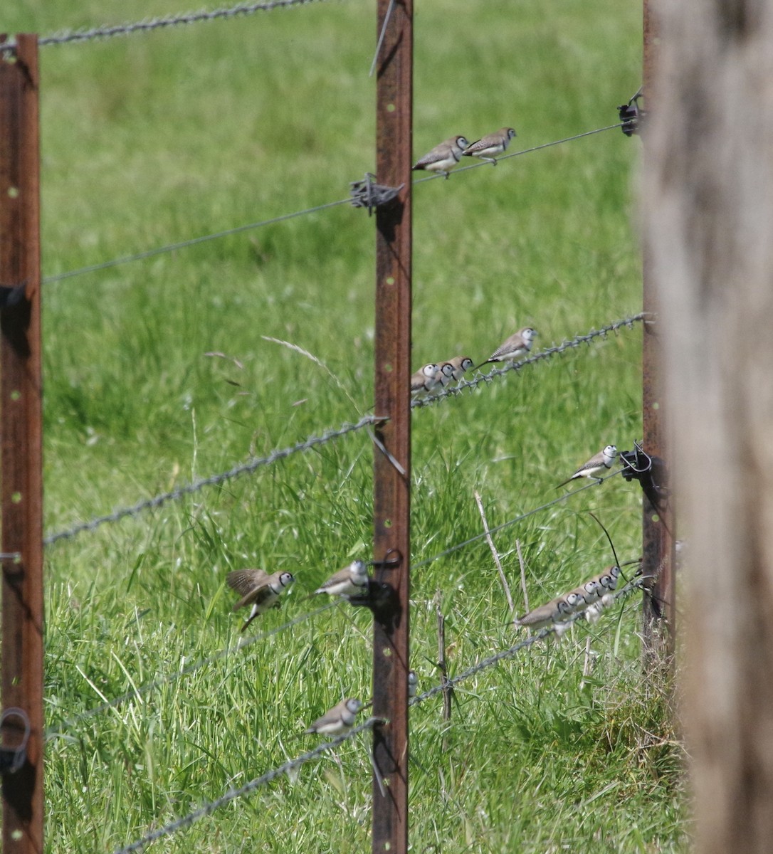Double-barred Finch - ML490517781