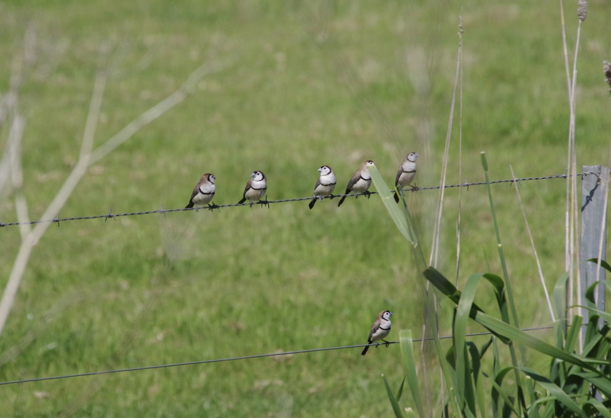 Double-barred Finch - ML490517791