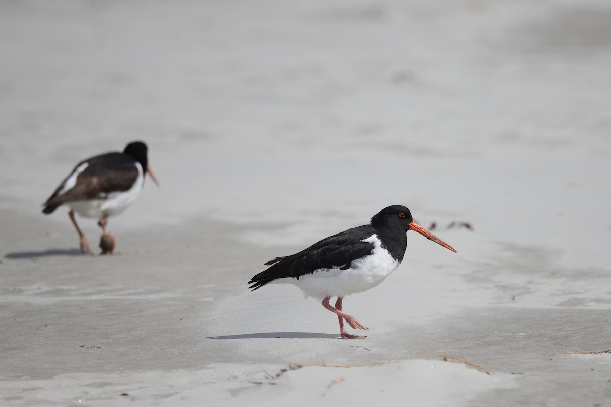 South Island Oystercatcher - Nick Beckwith
