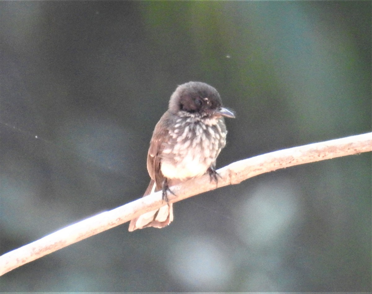 Northern Fantail (Rote) - ML490518261