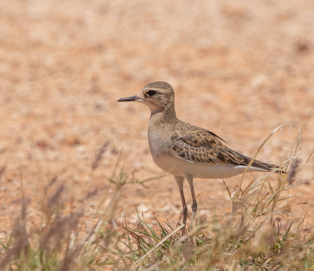 Oriental Plover - Hoeckman's Wildlife