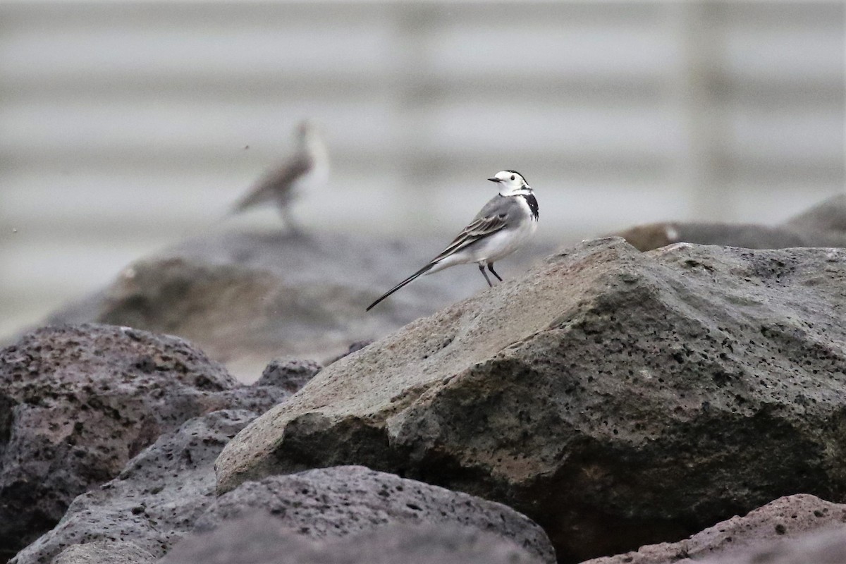 White Wagtail - Yves Scholten