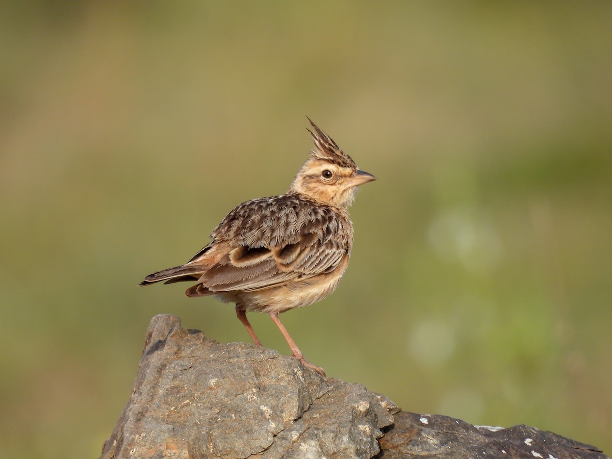 Tawny Lark - Ramesh Desai