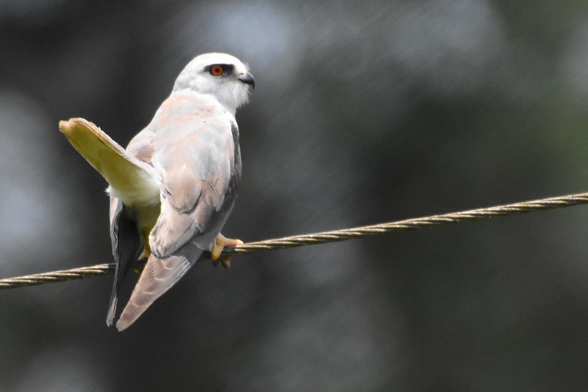 Black-winged Kite - ML490521821