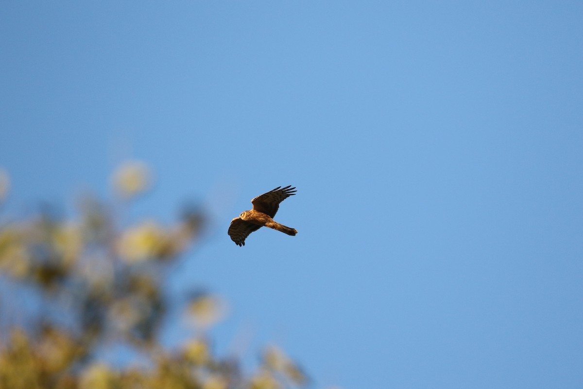 Hen Harrier - ML490522021