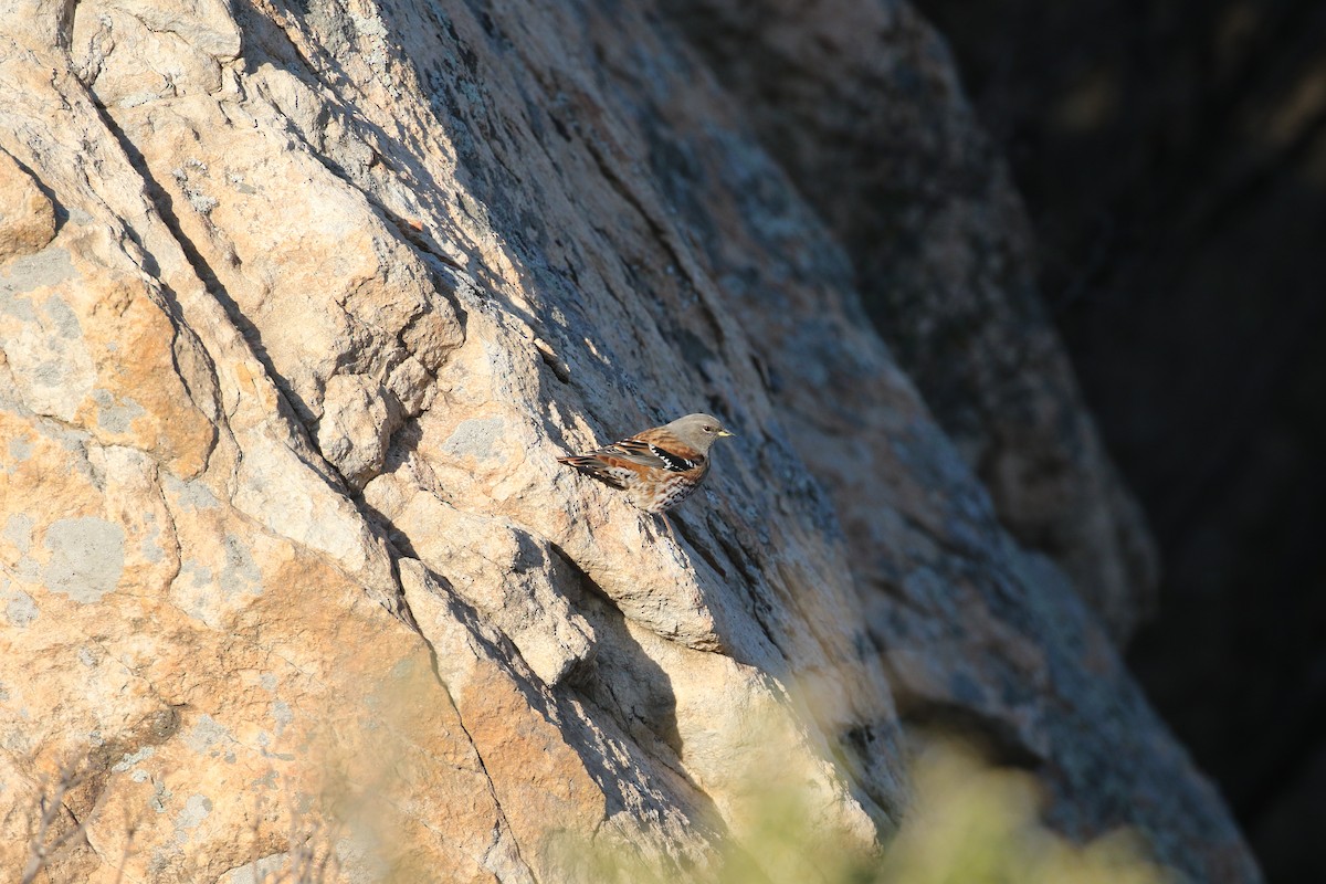 Alpine Accentor - ML490522031