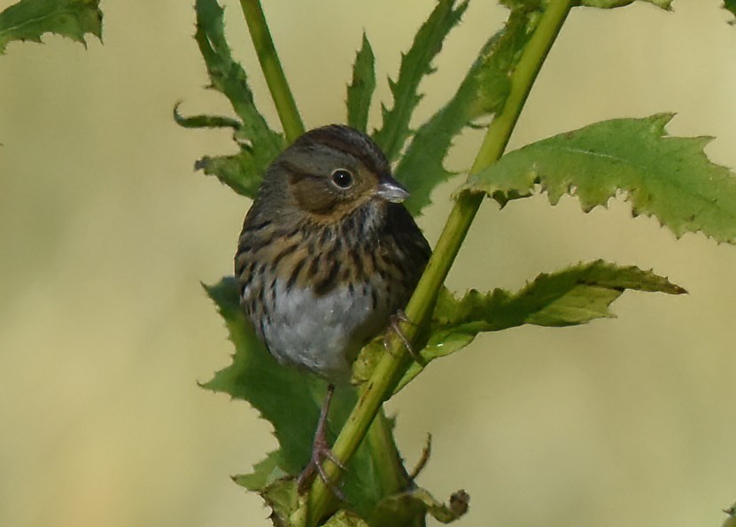 Lincoln's Sparrow - ML490522211