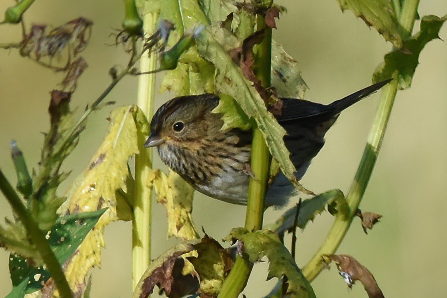 Lincoln's Sparrow - ML490522221