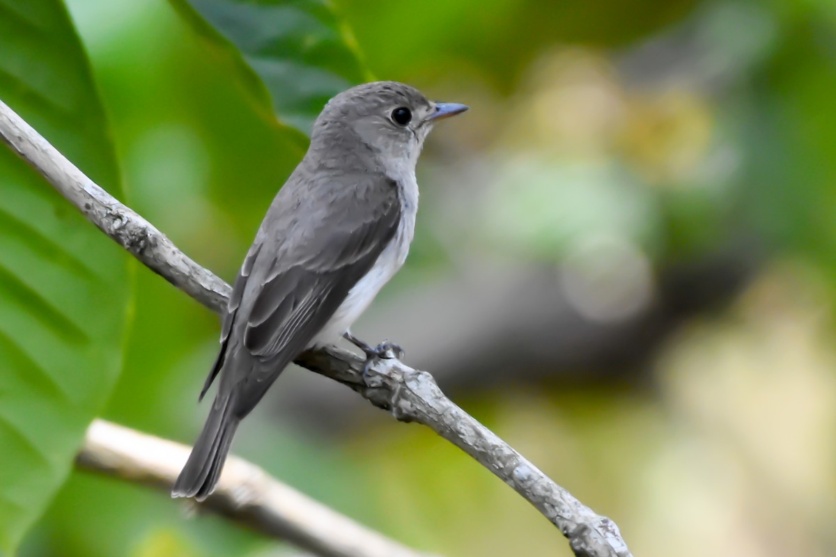 Asian Brown Flycatcher - ML490523451