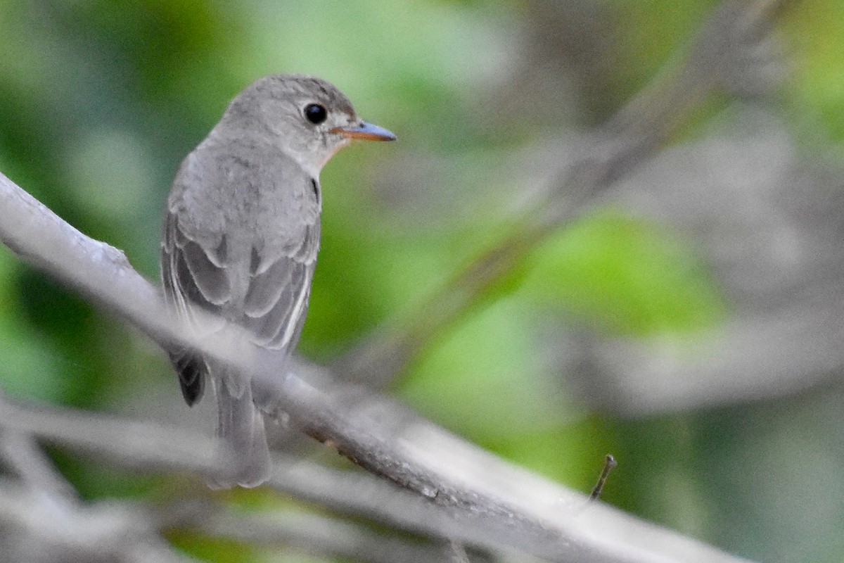 Asian Brown Flycatcher - ML490523481