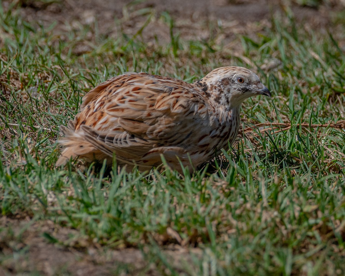 Japanese Quail - ML490524921